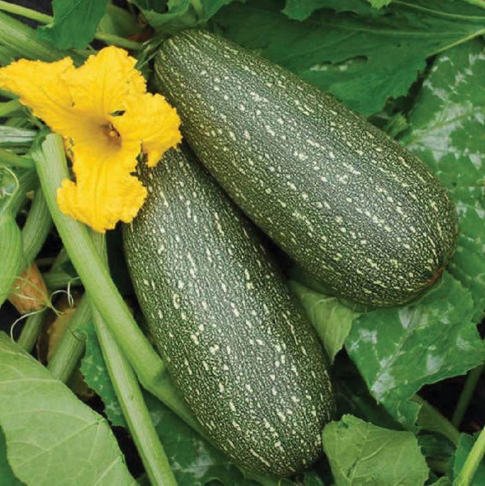 SQUASH - ZUCCHINI 1OZ