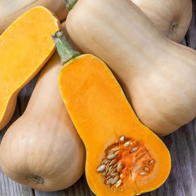 SQUASH - BUTTERNUT IMPROVED 1OZ