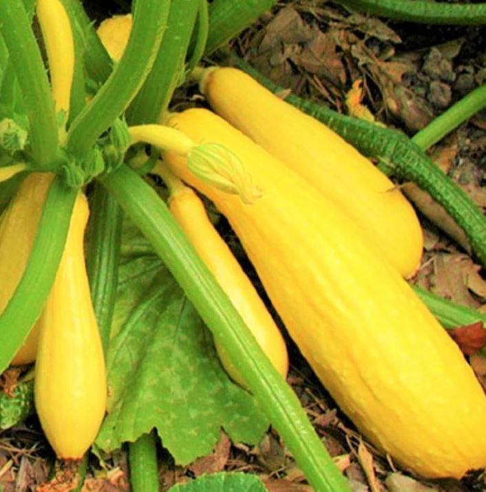 SQUASH - STRAIGHTNECK 1LB