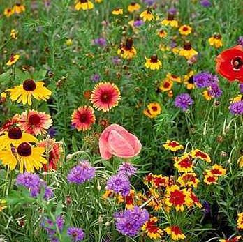 WILDFLOWER SEEDS 1/2LB