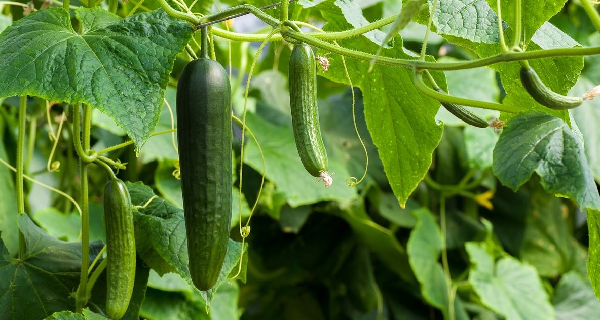 CUCUMBER - BURPLESS 1OZ