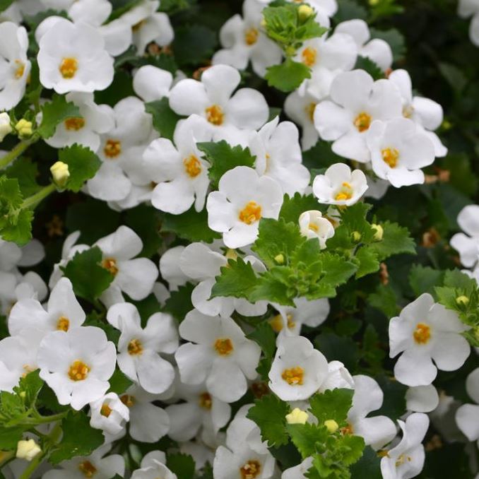 HB4 BACOPA HANGING BASKET