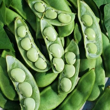 LIMA BEAN - FORDHOOK&nbsp;&nbsp;1/2LB
