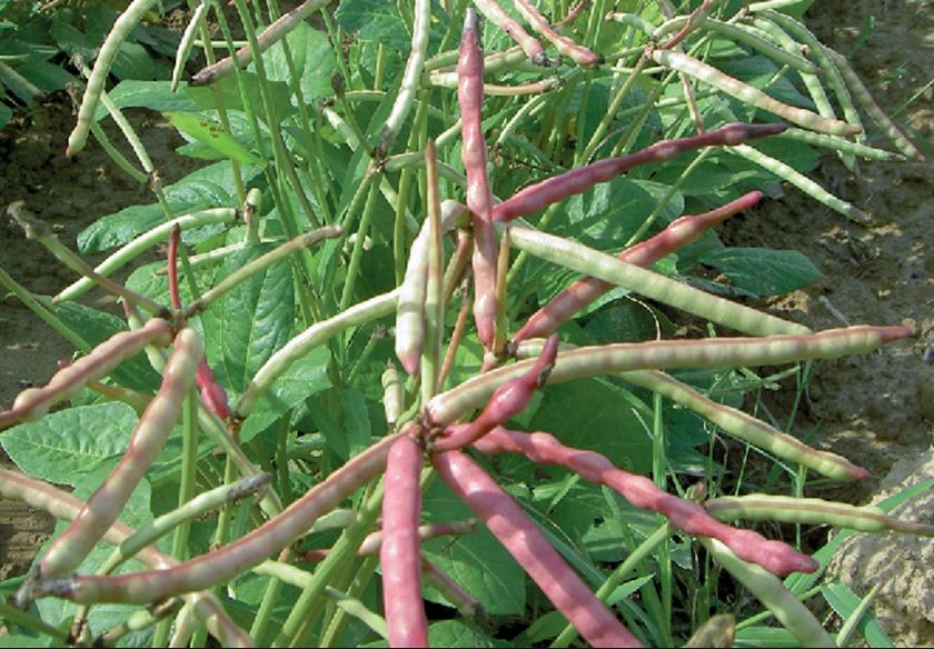 COWPEAS - BROWN CROWDER 1/2 LB