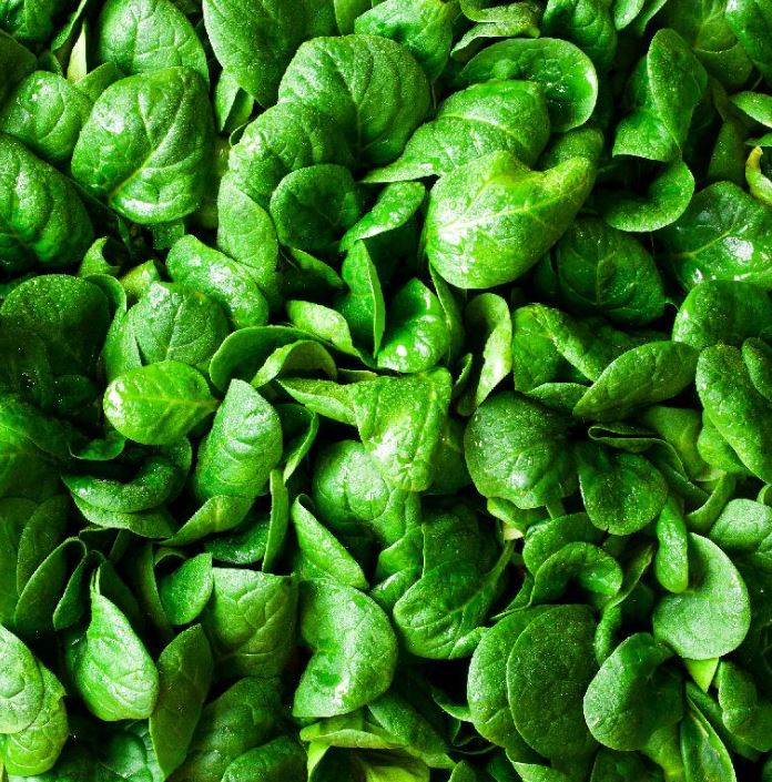 SPINACH - BLOOMSDALE 1OZ