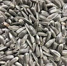 PEREDOVIC SUNFLOWER SEEDS 50LB