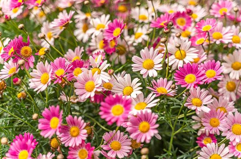 BP446 ARGYRANTHEMUM 4" POT