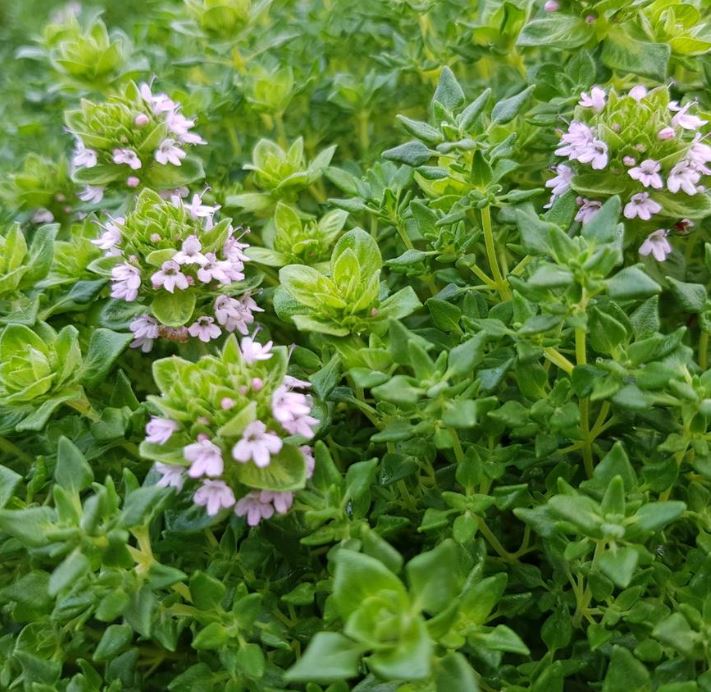 HER54 DREAMS ROSE THYME 4" POT