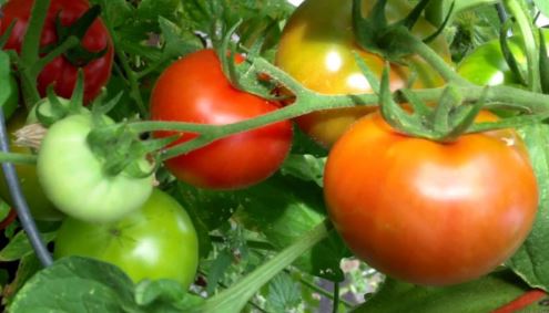 TOM43 PARKS WHOPPER TOMATO 4"