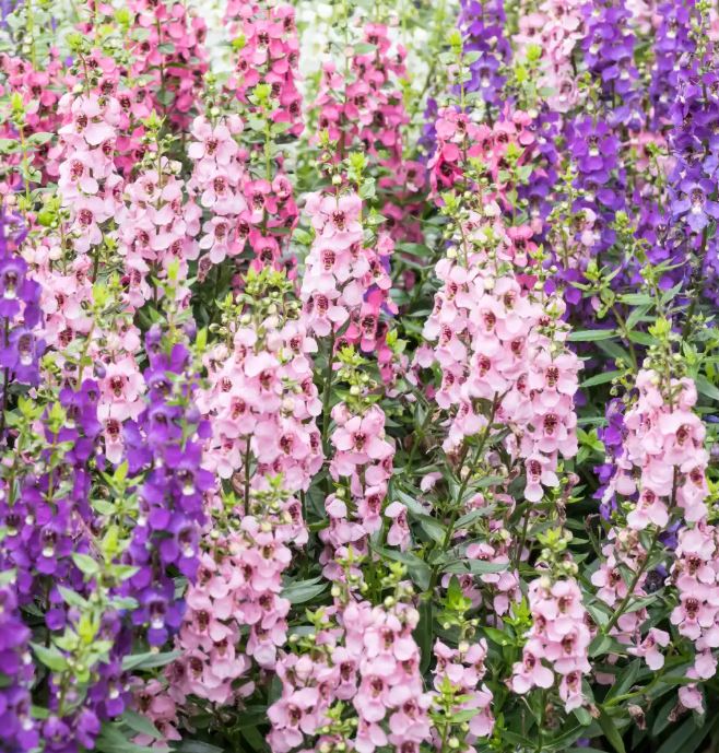 HB3 ANGELONIA HANGING BASKET