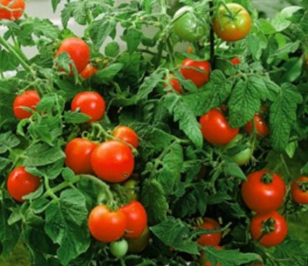 TOM21 BETTER BUSH TOMATO 4"