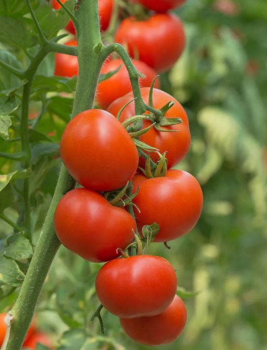 TOM44 PATIO TOMATO 4" POT