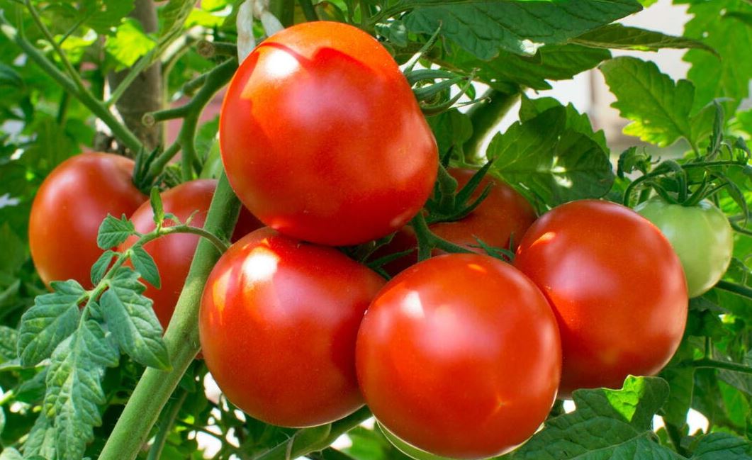 TOMG7 RED BOUNTY TOMATO 1GAL