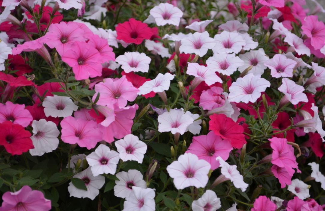 HB22 SUPERTUNIA HANGING BASKET