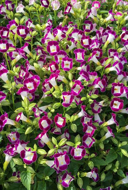 HB25 TORENIA HANGING BASKET