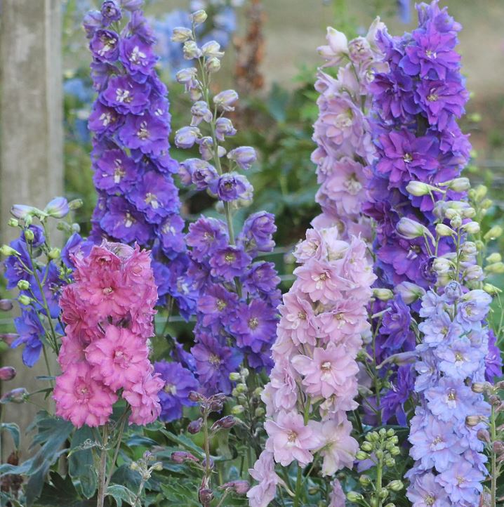 BP466 DELPHINIUM 4.5" POT