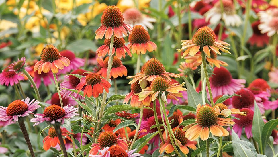 BPG38 ECHINACEA 1GAL