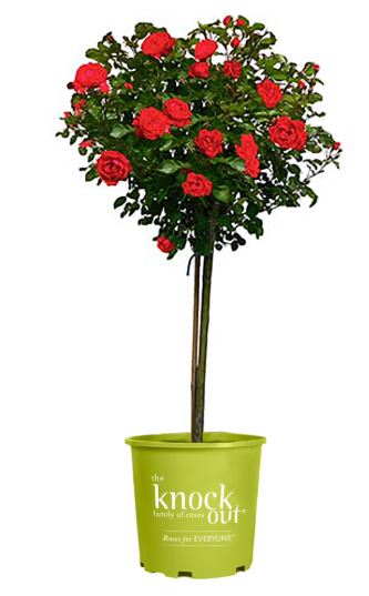 TRE323 - KNOCKOUT ROSE TREE