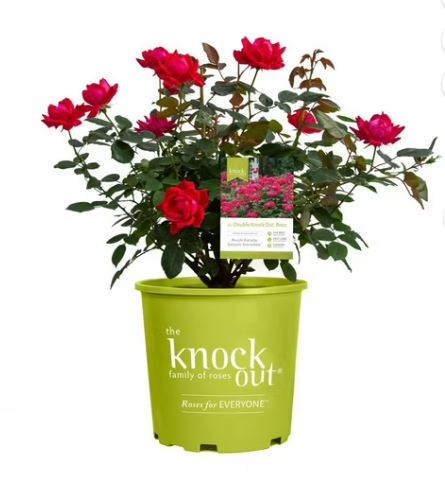 BPG37 KNOCKOUT ROSE 1GAL