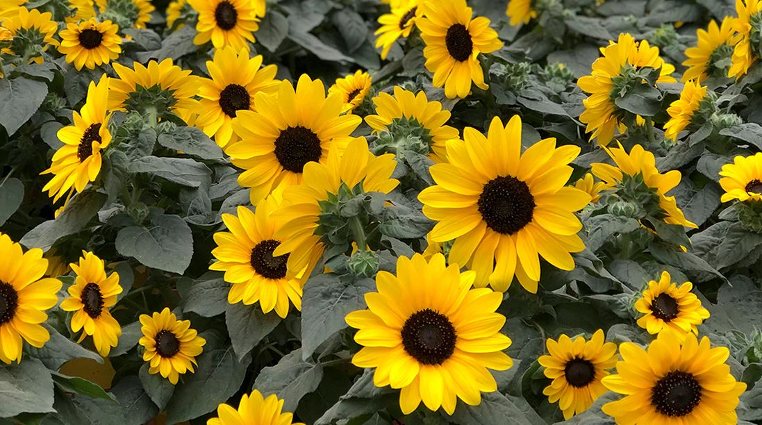 PL25 HELIANTHUS SUNFINITY 10"