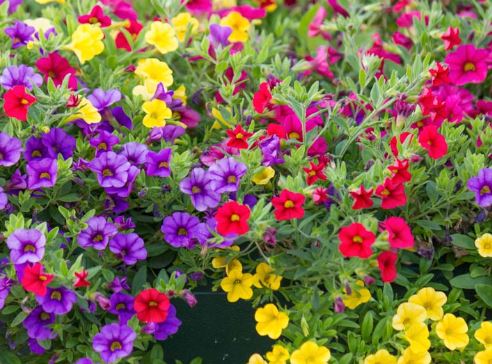 BPG23 CALIBRACHOA 1 GAL