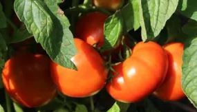 TOM24 AMELIA 0800 TOMATO 4"