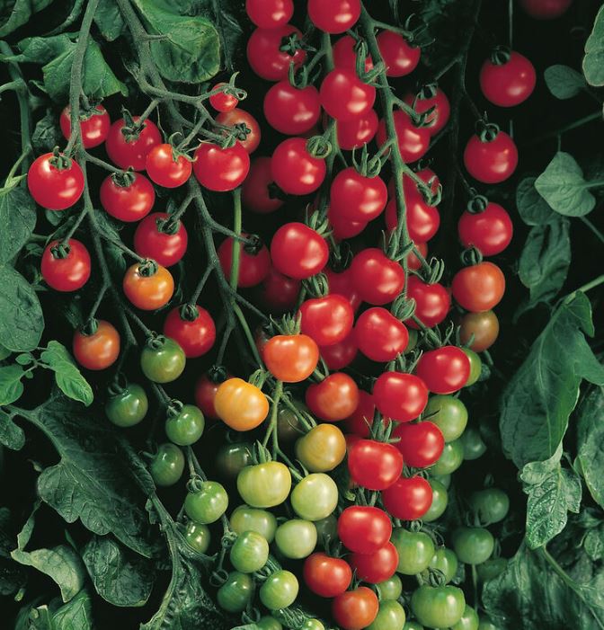 TOM41 RED BOUNTY TOMATO 4"