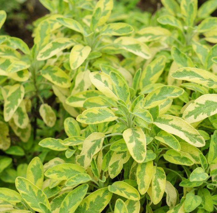 HER25 GOLDEN SAGE 4"