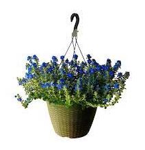 HB12 EVOLVULUS HANGING BASKET