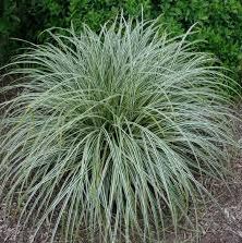 BPG24 CAREX GRASS 1 GAL