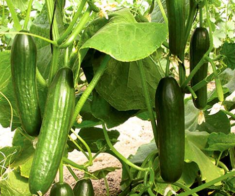 CUC2 BURPLESS CUCUMBER 6PK