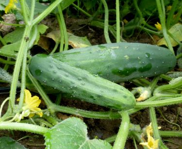 CUC3 MARKETMORE CUCUMBER 6P