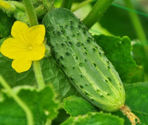 CUC4 PICKLING CUCUMBER 6PK