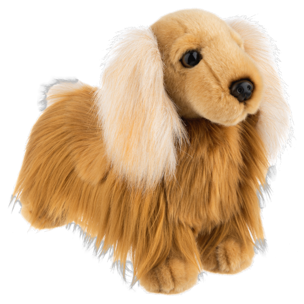 LONG HAIRED DACHSHUND