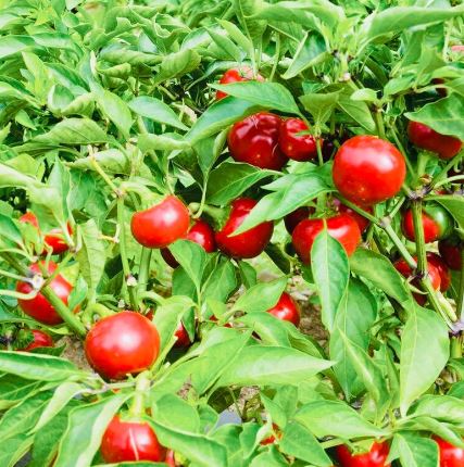 PEP10 CHERRY BOMB PEPPER 6P