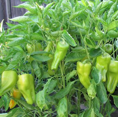 PEP12 CUBANELLE PEPPER 6PK