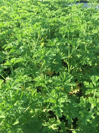 BPG25 CITRONELLA 1 GAL