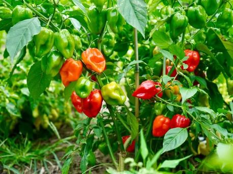 PEP13 HABANERO PEPPER 6 PK