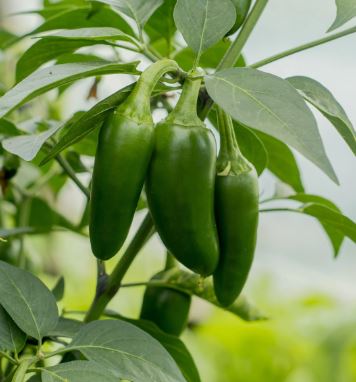 PEP14 JALAPENO PEPPER 6 PK