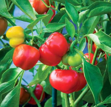 PEP15 PIMENTO PEPPER 6PK