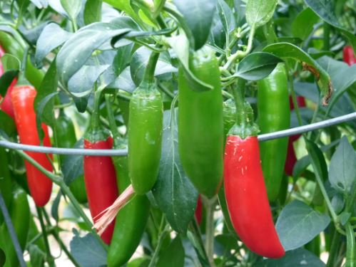 PEP16 SERRANO PEPPER 6PK