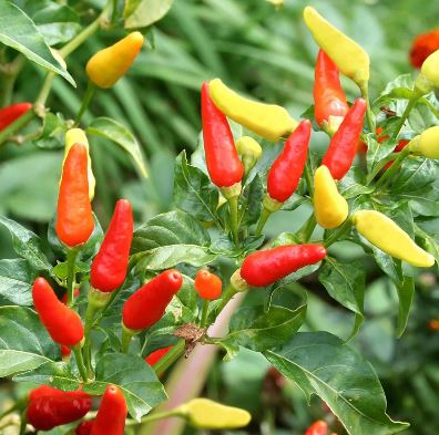 PEP17 TABASCO PEPPER 6PK