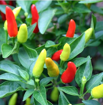 PEP18 SUPER CHILI PEPPER 6P