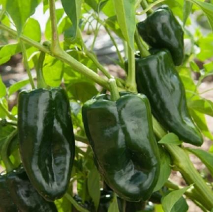 PEP2 ANCHO PEPPER 6PK