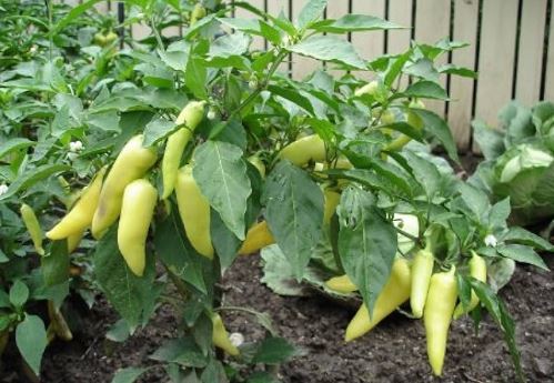 PEP3 HOT BANANA PEPPER 6PK
