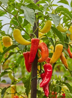 PEP4 SWEET BANANA PEPPER 6P