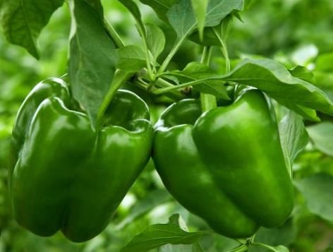 PEP6 GREEN BELL PEPPER 6PK