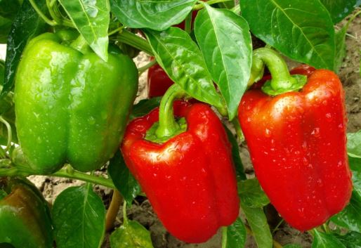 PEP7 RED BELL PEPPER 6PK