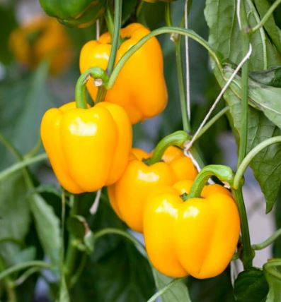 PEP8 YELLOW BELL PEPPER 6PK