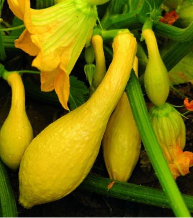 SQU1 CROOKNECK SQUASH 6PK